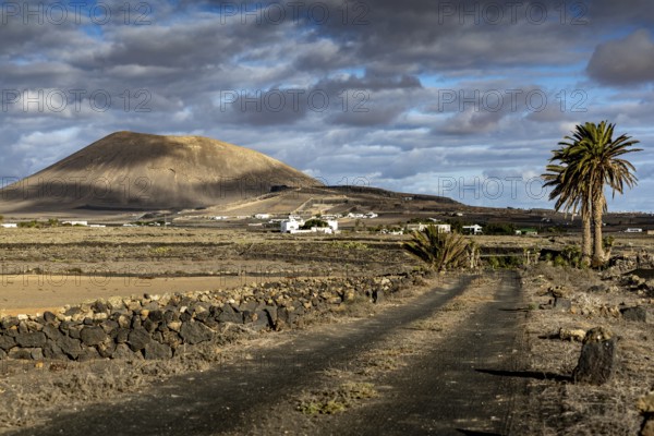 Volcanic crater, Dusty rural road leads past a lonely palm tree to a gentle volcano under a dramatic cloudy sky, Canary Islands, Lanzarote, Spain, Europe