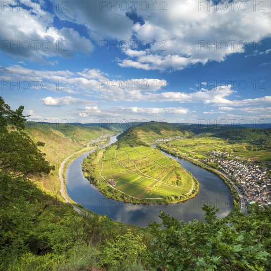 View of the Moselle bend at Bremmer Calmont, Bremm, Moselle valley, Rhineland-Palatinate, Germany, Europe