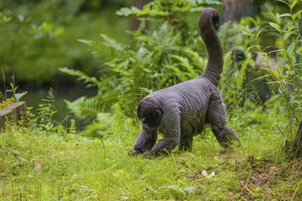 A common woolly monkey, brown woolly monkey, or Humboldt's woolly monkey (Lagothrix lagothricha) walks on the forest floor, collecting food
