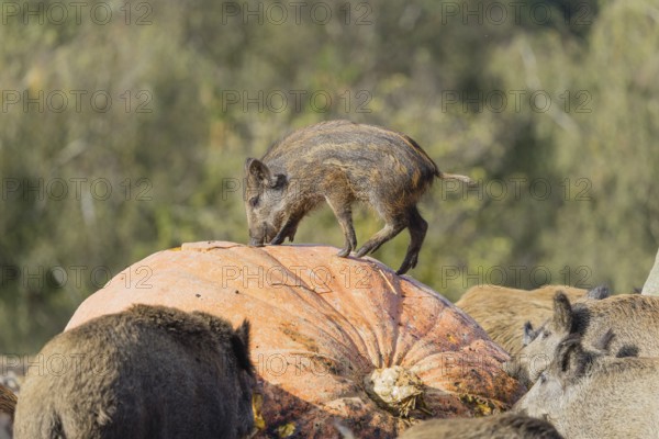 A herd of wild boar (Sus scrofa) stands in a clearing and eats a giant pumpkin