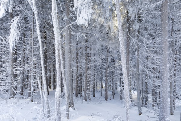 Even the tree trunks are all decorated with hoarfrost, snowy winter landscape on the Auersberg, Eibenstock, Erzgebirge, Saxony, Germany, Europe