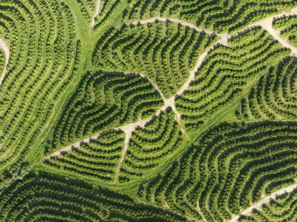 Cultivated orange trees (Citrus sinensis) and network of agricultural roads. Aerial view. Drone shot. Huelva province, Andalusia, Spain, Europe