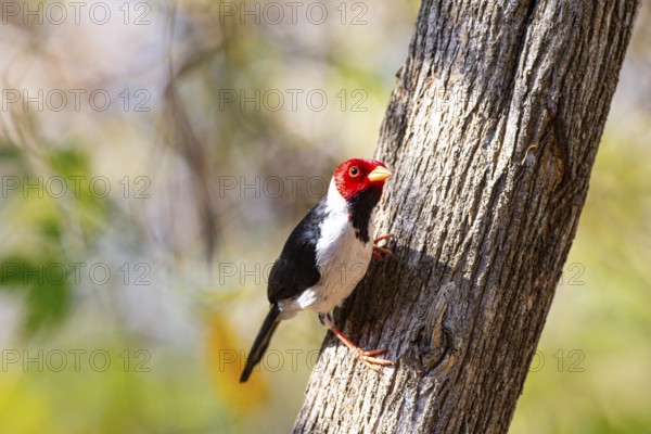 The red-capped cardinal (Paroaria gularis) Pantanal Brazil