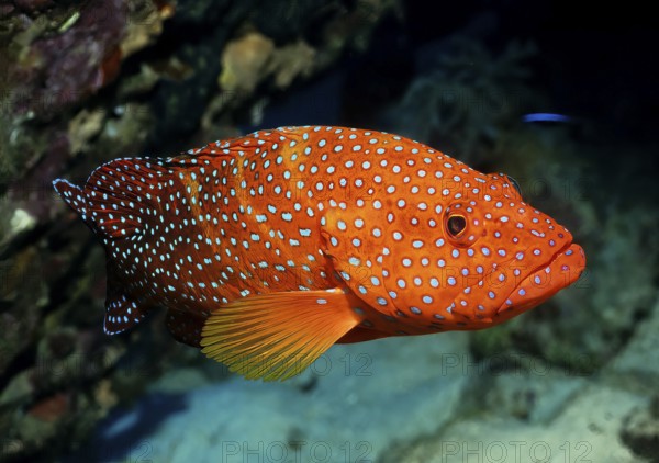 Jewelled grouper (Cephalopholis miniata) Jewelled grouper, Coral Hind, Bluespotted Hind swims through tropical coral reef, Red Sea, Gulf of Aqaba