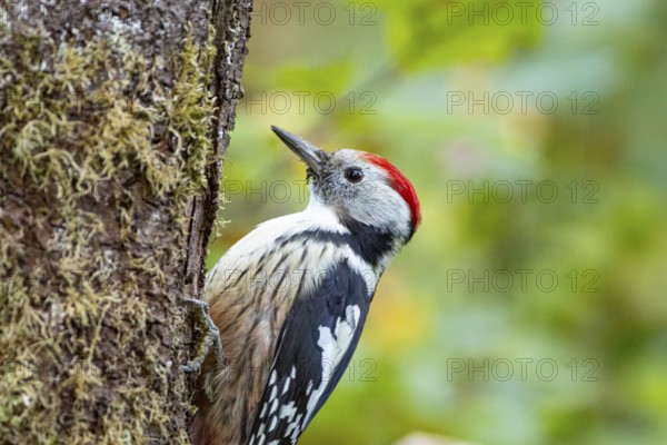 Middle spotted woodpecker (Dendrocopus medius) Germany