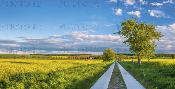 Straight field path made of concrete slabs through typical field landscape in spring in the evening light, blooming rape field, blue sky with stormy clouds, Freyburg (Unstrut), Burgenlandkreis, Saxony-Anhalt, Germany, Europe