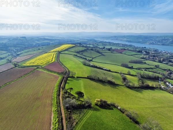 Rapeseed fields over the River Teign from a drone, Teignmouth, Shaldon, Devon, England, United Kingdom, Europe
