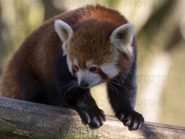 Western Red panda, Red panda (Ailurus fulgens), occurring in South Asia, captive