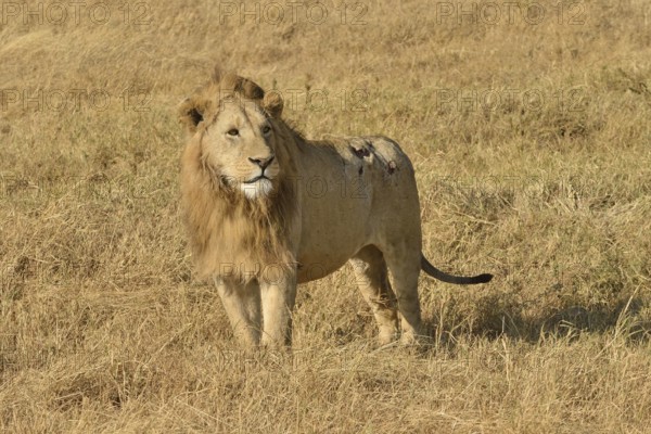 Lion (Panthera leo), with a mane, Ngorongoro, Serengeti, Tanzania, Africa