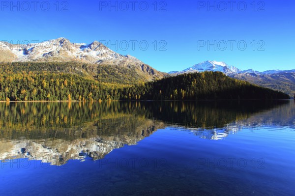 Silvaplaner Lake, larch forest, Engadin, Grisons, Switzerland, Europe