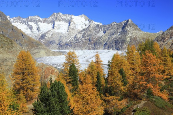 Great Aletsch Glacier and tub horns, European larch, Valais, Switzerland, Europe