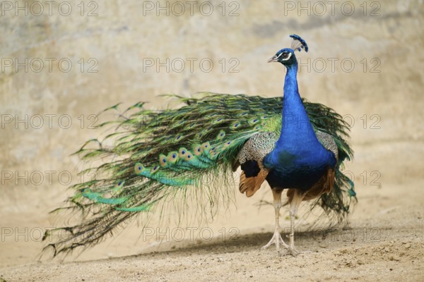 Indian peafowl (Pavo cristatus) standing on the ground, Spain, Europe