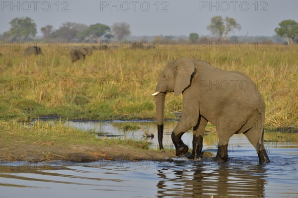 Elephant (Loxodonta africana) crossing the Cuando River, Bwabwata National Park, Zambezi Region, Caprivi Strip, Namibia, Africa