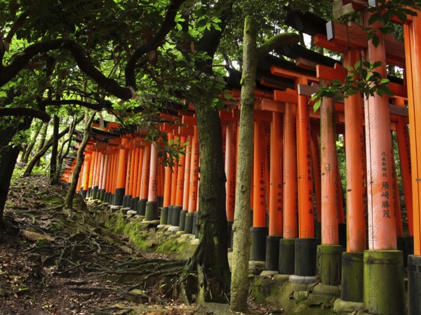 Torii Gates, Fushimi Inari Shrine, Kyoto, Japan, Asia