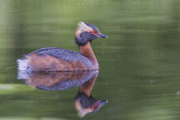 Horned Grebe (Podiceps auritus) swims in water, Västergotland, Sweden, Europe