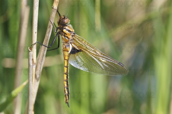Two-spot (Epitheca bimaculata), freshly hatched animal drying itself on a reed stalk, imago on a reed stalk, finished insect, still unable to fly, Naturpark Flusslandschaft Peenetal, Mecklenburg-Vorpommern, Germany, Europe