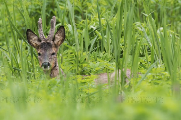 Roe deer (Capreolus capreolus) buck, Austria, Europe