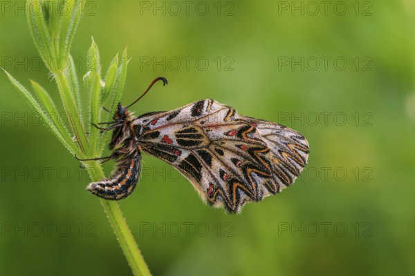 Southern Festoon (Zerynthia polyxena), Austria, Europe