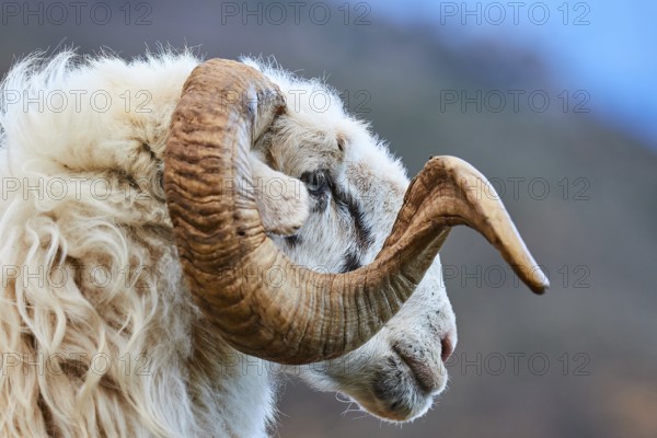 Close-up of a woolly ram with impressive horn in front of a blue sky, sheep (e) or goat (n), ovis, caprae, Crete, Greek Islands, Greece, Europe