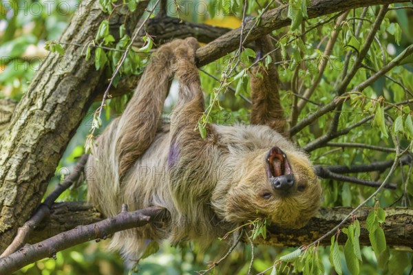 A Linnaeus's two-toed sloth (Choloepus didactylus) hangs down from a branch of a tree and yawns