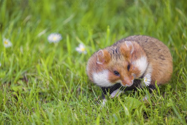 A European hamster (Cricetus cricetus), Eurasian hamster, black-bellied hamster or common hamster, collects herbs, grass and daisies on a meadow