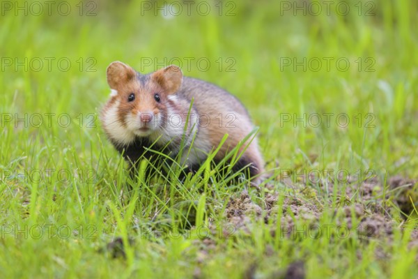 A European hamster (Cricetus cricetus), Eurasian hamster, black-bellied hamster or common hamster, sits in a meadow next to his den