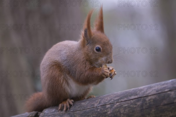 One Red squirrel or Eurasian red squirrel (Sciurus vulgaris) feeding on peanut. Trees in the background. Portrait sideview