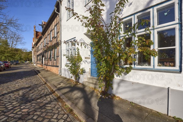 Entrance area of a historic house with evergreen rose (Rosa sempervirens), street An der Obertrave, Old Town, Hanseatic City of Lübeck, independent city, Schleswig-Holstein, Germany, Europe