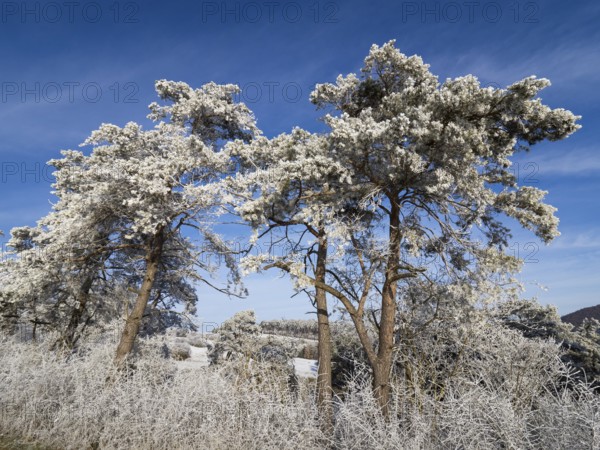 Scots Pine (Pinus sylvestris), trees covered in frost and snow against a blue sky on a sunny winter's day, in the nature reserve Scheid beside Volkmarsen, Hesse, Germany, Europe