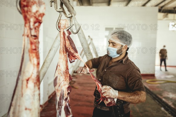 Cutting up a slaughtered dromedary (camelus dromedarius), camel slaughter, Salalah slaughterhouse, Dhofar, Oman, Asia