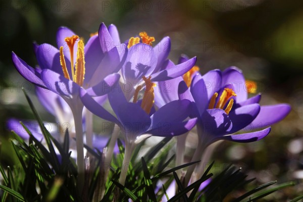 Crocuses, February, Germany, Europe