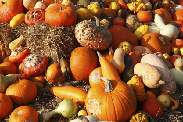 Various types of pumpkin, market stall, North Rhine-Westphalia, Germany, Europe