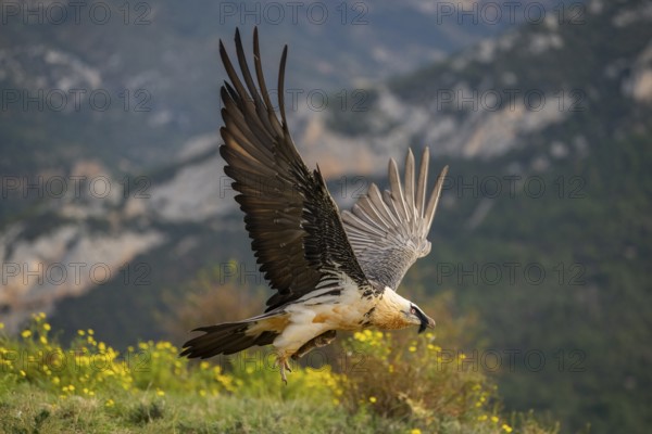Bearded Vulture (Gypaetus barbatus) adult bird in flight with mountains in the backround, Pyrenees, Lleida, Spain, Europe