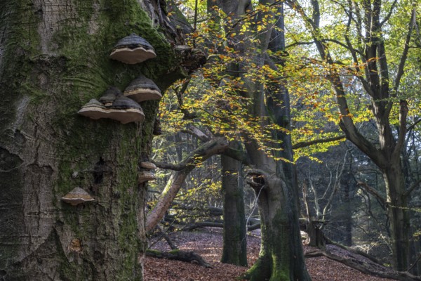 Tinder fungus (Fomes fomentarius) in beech forest (Fagus sylvatica) in autumn foliage, Emsland, Lower Saxony, Germany, Europe