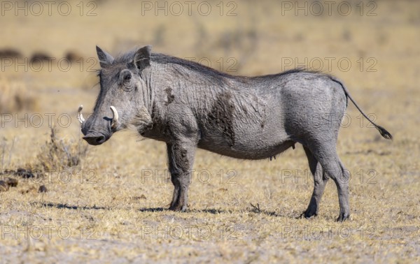 Common warthog (Phacochoerus africanus), Khama Rhino Sanctuary, Serowe, Botswana, Africa
