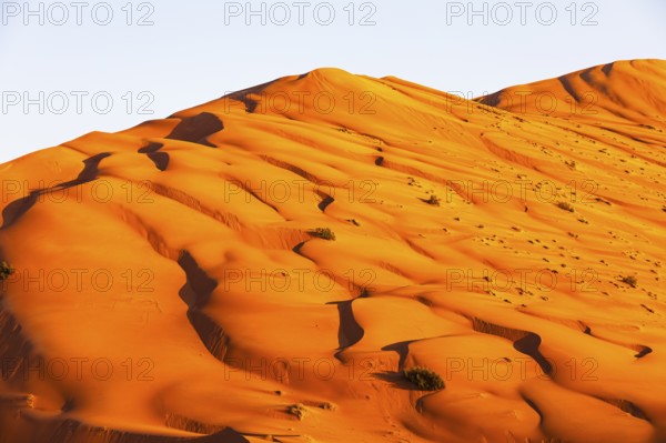 Wind-sculpted curved sand dunes in the evening light, in the Rub al Khali desert, Dhofar province, Arabian Peninsula, Sultanate of Oman