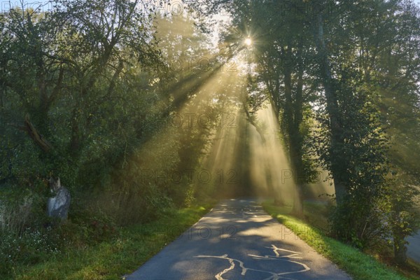Forest road illuminated by sunbeams breaking through the trees and creating a peaceful, calming atmosphere, Großheubach, Miltenberg, Spessart, Bavaria, Germany, Europe