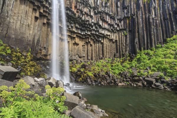 Waterfall, basalt columns, summer, angelica root (Angelica archangelica), Svartifoss, Skaftafell National Park, Iceland, Europe