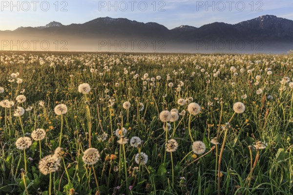 Dandelion (Taraxacum), dandelions, faded, morning light, fog, spring, Loisach-Lake Kochel moor, Kochler mountains, Alpine foothills, Bavaria, Germany, Europe