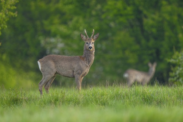 Roe deer (Capreolus capreolus), roebuck with beginning hair change stands in a meadow and looks attentively, behind blurred a doe, wildlife, Thuringia, Germany, Europe
