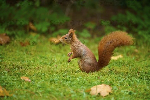 Eurasian squirrel (Sciurus vulgaris), sitting attentively in a meadow with autumn leaf litter, Baden-Württemberg, Germany, Europe