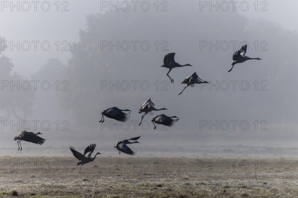 Cranes flying in a quiet, misty meadow landscape, Crane (Grus grus) wildlife, Western Pomerania Lagoon Landscape National Park, Zingst, Mecklenburg-Western Pomerania, Germany, Europe