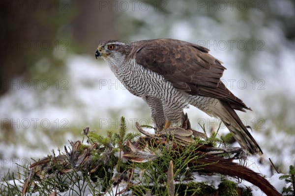 Goshawk (Accipiter gentilis), adult in winter, in the snow, on prey, Zdarske Vrchy, Bohemian-Moravian Highlands, Czech Republic, Europe