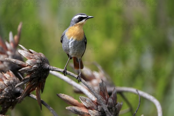 Cossypha caffra, adult, on guard, Protea, Kirstenbosch Botanical Gardens, Cape Town, South Africa, Africa