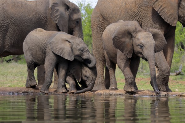 African elephant (Loxodonta africana), three young animals, at the water, drinking, group, Kruger National Park, Kruger National Park, South Africa, Africa