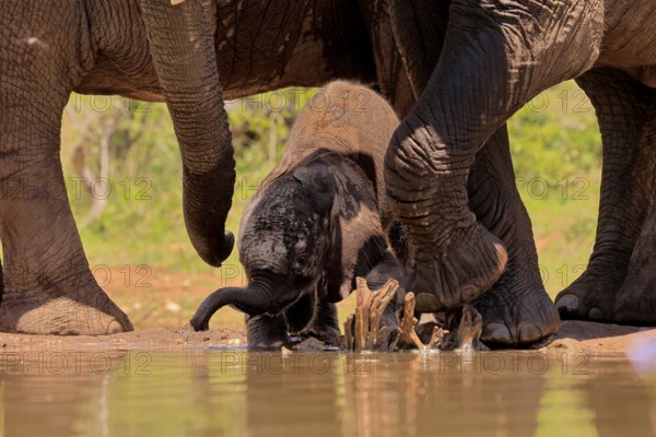 African elephant (Loxodonta africana), young animal, calf, baby elephant, mother, young animal with mother, at the water, Kruger National Park, Kruger National Park, South Africa, Africa