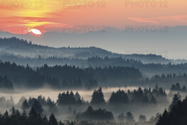 Foggy atmosphere and sunrise over trees, mountains behind, near Bad Kohlgrub, Bavaria, Germany, Europe