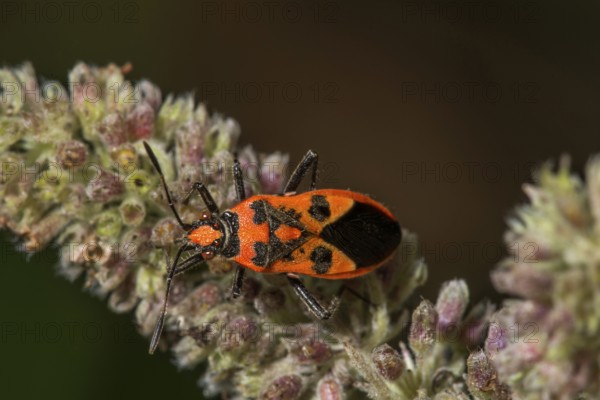 Cinnamon bug (Corizus hyoscyami) on flower buds of horse mint (Mentha longifolia), Baden-Württemberg, Germany, Europe