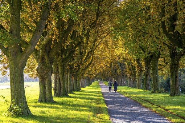 Dense chestnut tree avenue at the Rhine dike near Neuss, Deichallee, autumn, colourful leaves, walker, North Rhine-Westphalia, Germany, Europe
