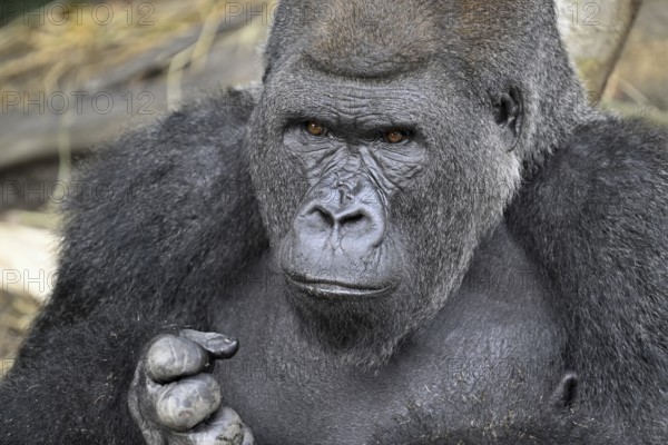Western lowland gorilla (Gorilla gorilla gorilla), portrait, Réserve Lésio-Louna nature reserve, near Moembe, Plateau department, Republic of the Congo